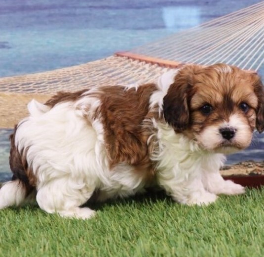 🐶 Rockland – Männlicher Cavachon Welpe zu verkaufen
