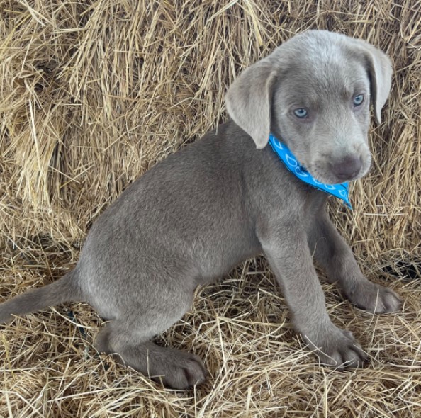 🐾 COLT – Männlicher Labrador Welpe zu verkaufen