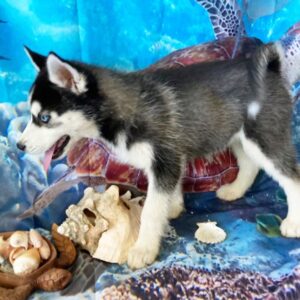 🐾 CRYSTAL – Weiblicher Siberian Husky Welpe zu verkaufen