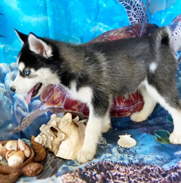 🐾 CRYSTAL – Weiblicher Siberian Husky Welpe zu verkaufen
