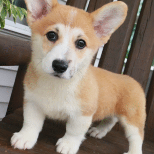 🐶 Amberlie – Weiblicher Welsh Corgi Welpe zu verkaufen