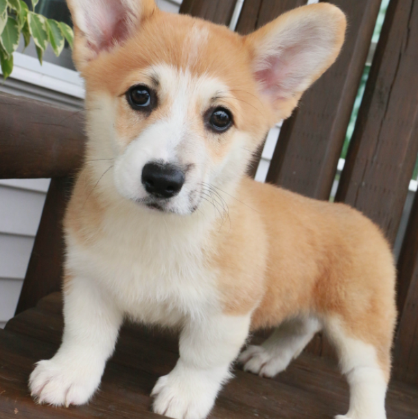 🐶 Amberlie – Weiblicher Welsh Corgi Welpe zu verkaufen