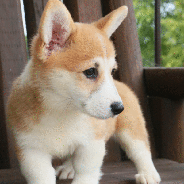 🐶 Amberlie – Weiblicher Welsh Corgi Welpe zu verkaufen - Image 2