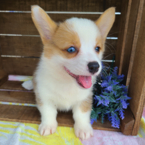 corgi kaufen hessen
