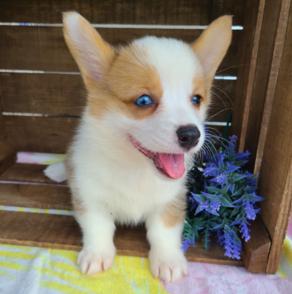 🐶 Nala – Weiblicher Welsh Corgi Welpe zu verkaufen
