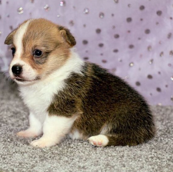 🐶 Candi – Weiblicher Welsh Corgi Welpe zu verkaufen