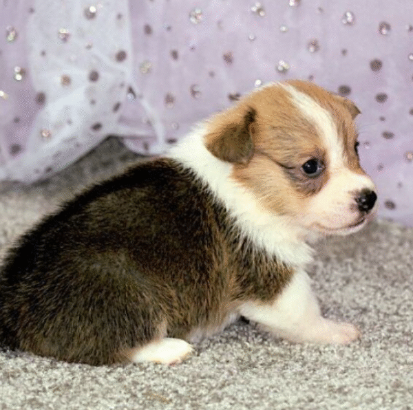 🐶 Candi – Weiblicher Welsh Corgi Welpe zu verkaufen - Image 2