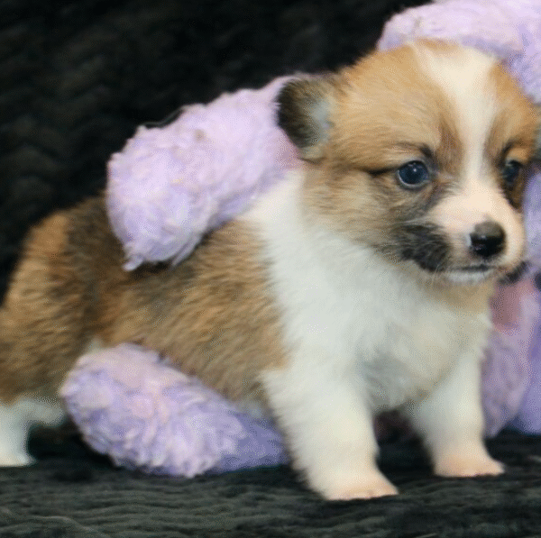 🐶 Mabel – Männlicher Welsh Corgi Welpe zu verkaufen - Image 3