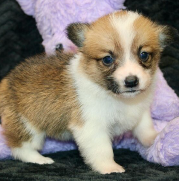 🐶 Mabel – Männlicher Welsh Corgi Welpe zu verkaufen