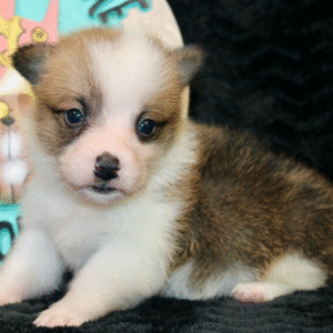 🐶 Mars – Männlicher Welsh Corgi Welpe zu verkaufen