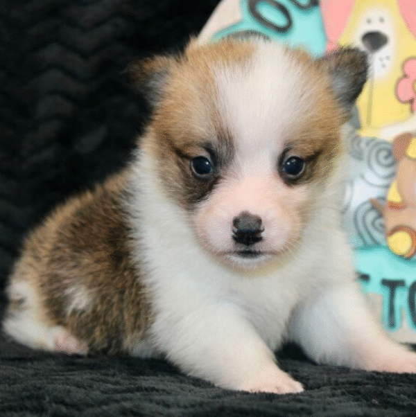🐶 Mars – Männlicher Welsh Corgi Welpe zu verkaufen - Image 2