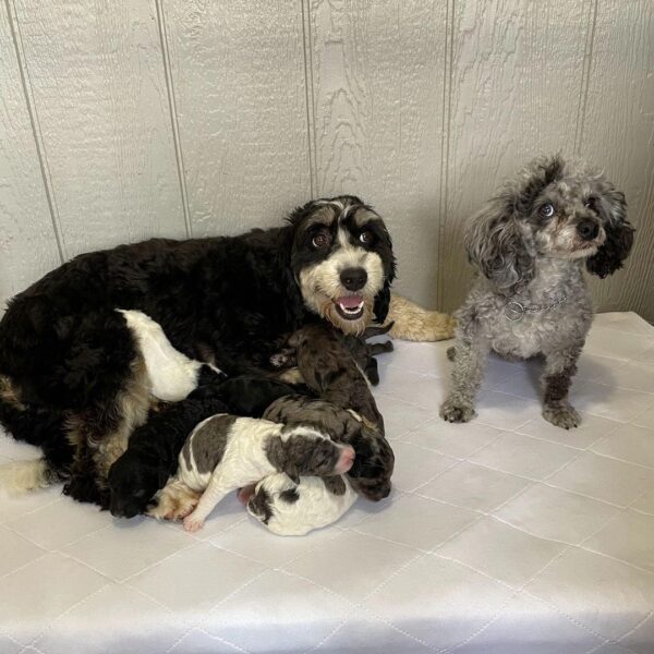 Anita – Bezaubernder weiblicher Aussiedoodle-Welpe zu verkaufen - Image 2
